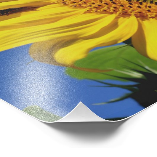 Sonnenblumen und Insektenfreund 10x8 Fotodruck (Ecke)
