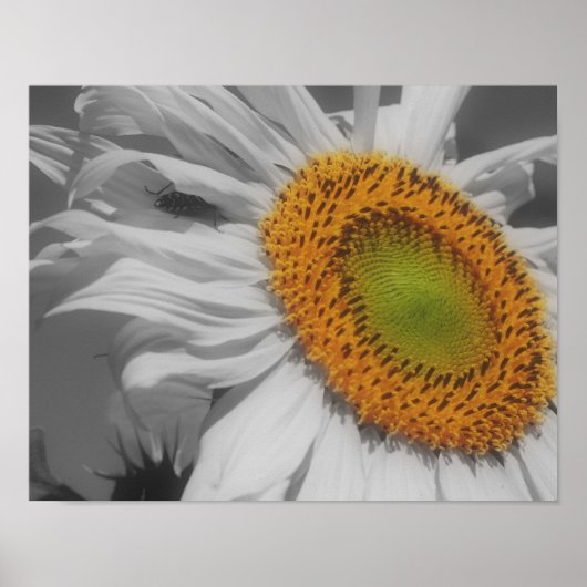 Sonnenblumen und Insektenfreund teilweise Farbe Poster (Vorne)