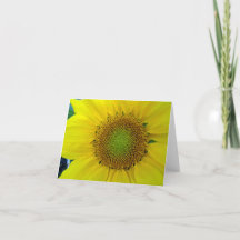 Sonnenblumen und Samen, Spirale, Goldenes Verhältn