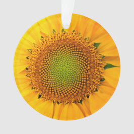 Sonnenblumen und Samen, Spirale, Goldenes Verhältn Ornament