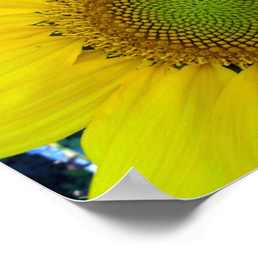 Sonnenblumen und Samen, Spirale, Goldenes Verhältn Poster (Ecke)