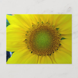 Sonnenblumen und Samen, Spirale, Goldenes Verhältn Postkarte
