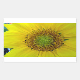 Sonnenblumen und Samen, Spirale, Goldenes Verhältn Rechteckiger Aufkleber