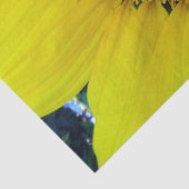 Sonnenblumen und Samen, Spirale, Goldenes Verhältn Seidenpapier (Detail)