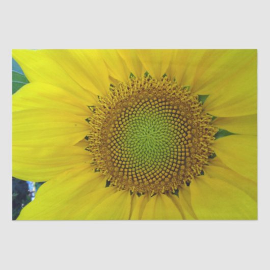 Sonnenblumen und Samen, Spirale, Goldenes Verhältn Seidenpapier (Vorderseite)