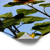 Sonnenblumen und Sonnenschein Poster (Ecke)