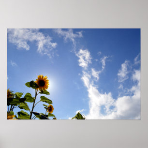 Sonnenblumen und Sonnenschein Poster
