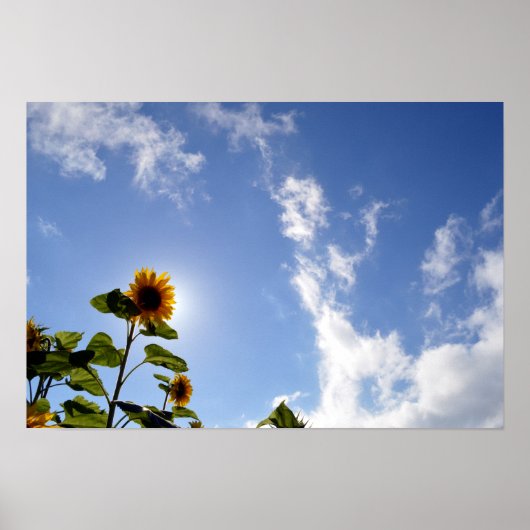 Sonnenblumen und Sonnenschein Poster (Vorne)
