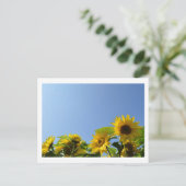 Sonnenblumen und Sonnenschein Postkarte (Stehend Vorderseite)
