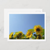 Sonnenblumen und Sonnenschein Postkarte (Vorne/Hinten)