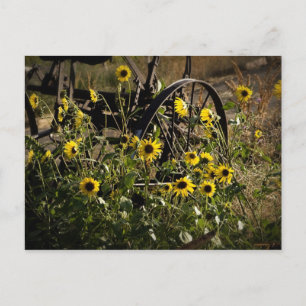 Sonnenblumen und Traktor Postkarte