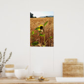 Sonnenblumen und Weizen Poster (Küche)