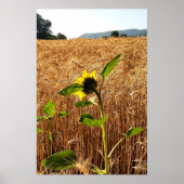 Sonnenblumen und Weizen Poster (Vorne)