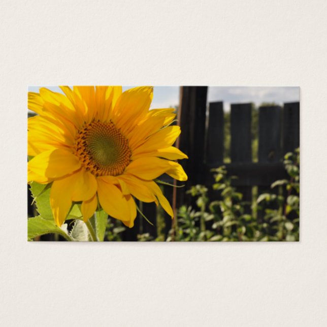 Sonnenblumen und Zaun (Vorderseite)