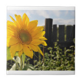 Sonnenblumen und Zaun Fliese (Vorderseite)