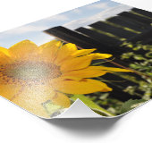 Sonnenblumen und Zaun Fotodruck (Ecke)