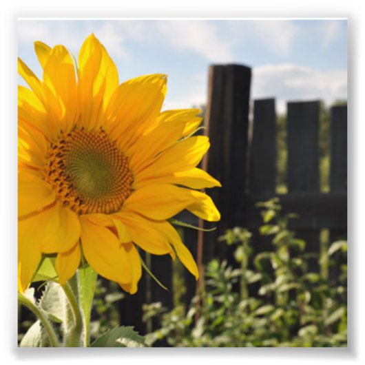 Sonnenblumen und Zaun Fotodruck (Vorne)