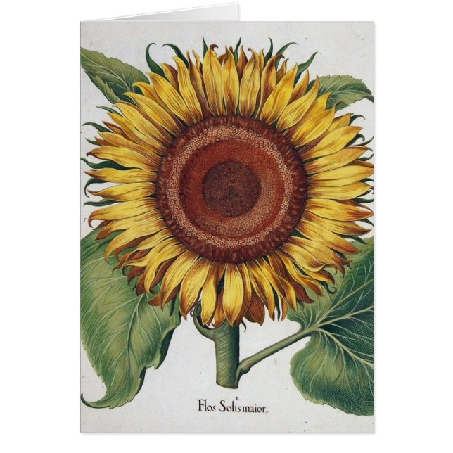 Sonnenblumen Vintag Damask Blume Art (Vorne)