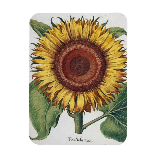 Sonnenblumen Vintag Damask Blume Art Magnet (Vertikal)