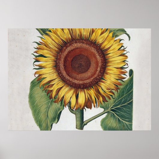 Sonnenblumen Vintag Damask Blume Art Poster (Vorne)