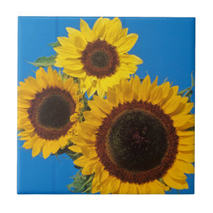 Sonnenblumen vor blauem Zaun Fliese