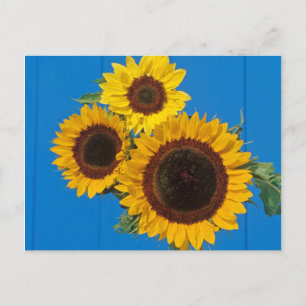 Sonnenblumen vor blauem Zaun Postkarte