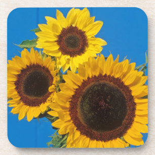 Sonnenblumen vor blauem Zaun Untersetzer