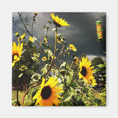 Sonnenblumen vor dem Foto der Sturmwolken Magnet (Vorne)