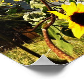 Sonnenblumen vor dramatischen Sturmwolken Fotograf Poster (Ecke)
