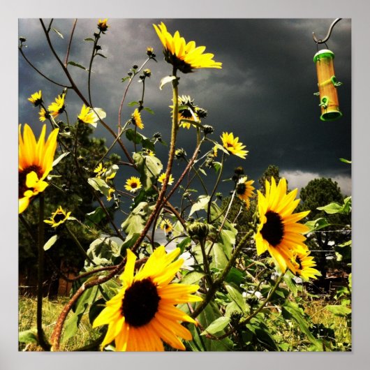 Sonnenblumen vor dramatischen Sturmwolken Fotograf Poster (Vorne)
