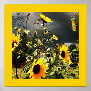 Sonnenblumen vor dramatischen Sturmwolken Fotograf Poster