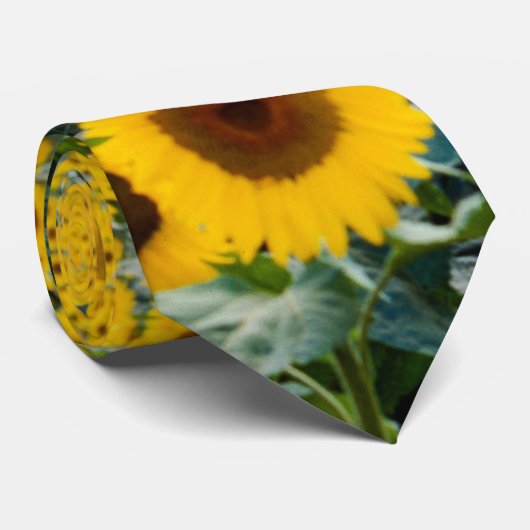 Sonnenblumen, Wisconsin-Feld Krawatte (Gerollt)