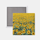Sonnenblumen, Wisconsin-Feld Magnet (Vorderseite/Rückseite)
