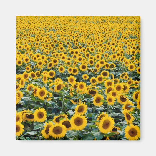 Sonnenblumen, Wisconsin-Feld Magnet (Vorne)