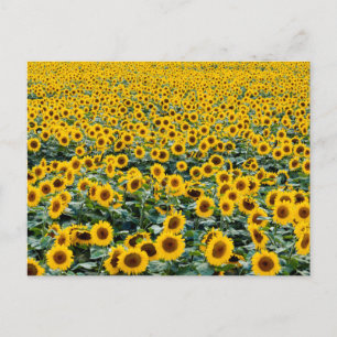 Sonnenblumen, Wisconsin-Feld Postkarte