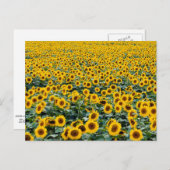 Sonnenblumen, Wisconsin-Feld Postkarte (Vorne/Hinten)