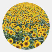 Sonnenblumen, Wisconsin-Feld Runder Aufkleber (Vorderseite)