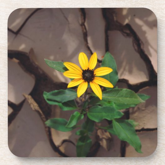 Sonnenblumenanbau aus Rack Getränkeuntersetzer (Vorderseite)