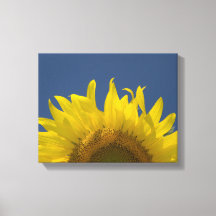 Sonnenblumenanbau