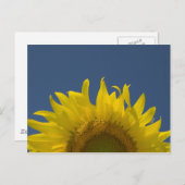 Sonnenblumenanbau Postkarte (Vorne/Hinten)