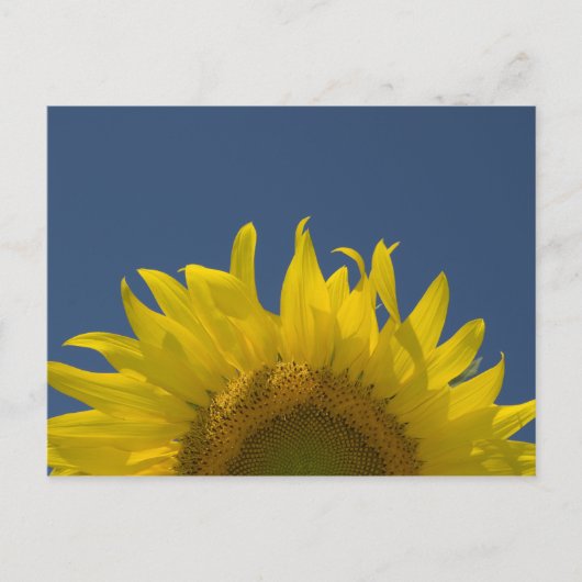 Sonnenblumenanbau Postkarte (Vorderseite)