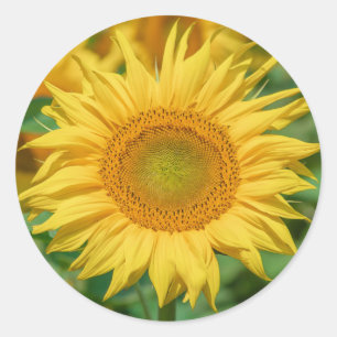 Sonnenblumenaufkleber Runder Aufkleber
