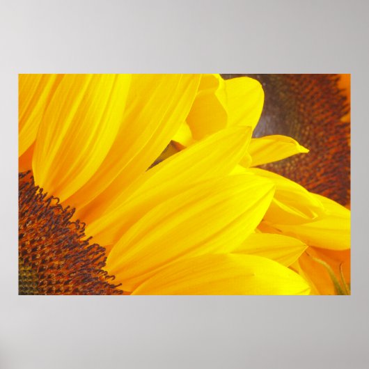Sonnenblumenblätter Poster (Vorne)