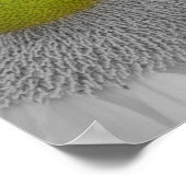 Sonnenblumenblätter teilweise Farbe Poster (Ecke)