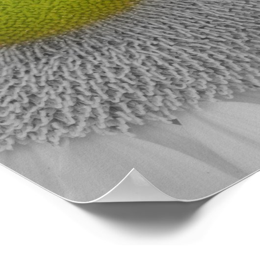 Sonnenblumenblätter teilweise Farbe Poster (Ecke)