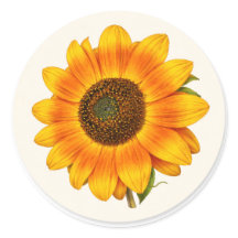 Sonnenblumenblüte Kleiner Runder Garten Blumen Auf