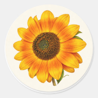 Sonnenblumenblüte Kleiner Runder Garten Blumen Auf Aufkleber
