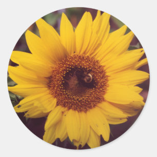 Sonnenblumenblüte mit Hummelinsekt Runder Aufkleber
