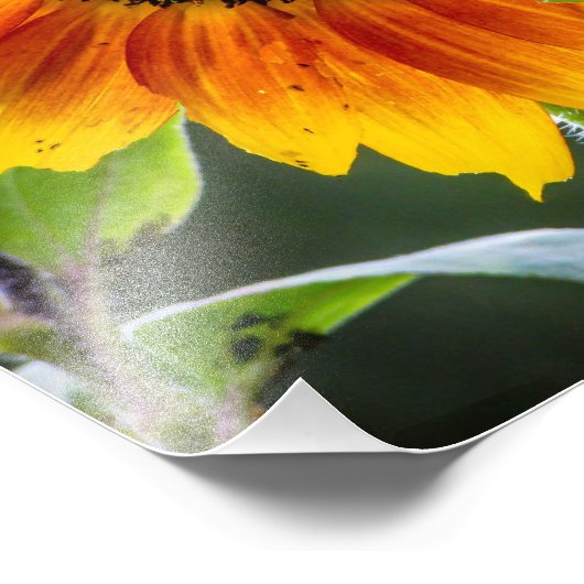 Sonnenblumendruck Foto (Ecke)