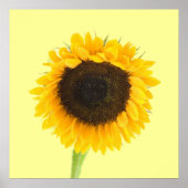 Sonnenblumendruck Poster (Vorne)